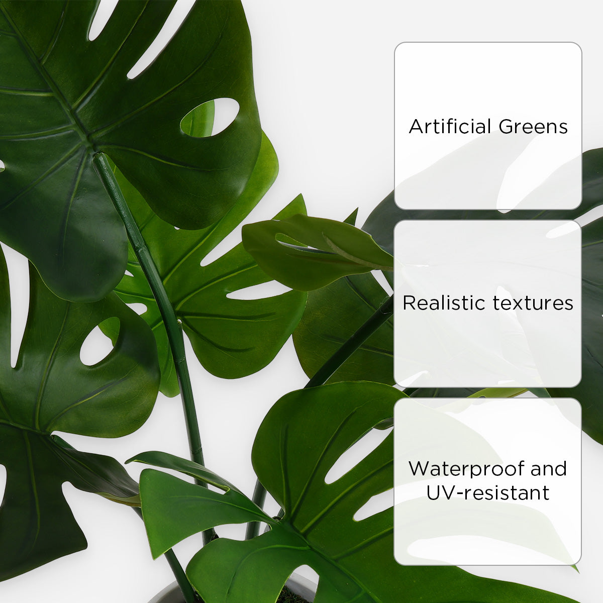 Prestige Monstera Plant (Green) - 80cm
