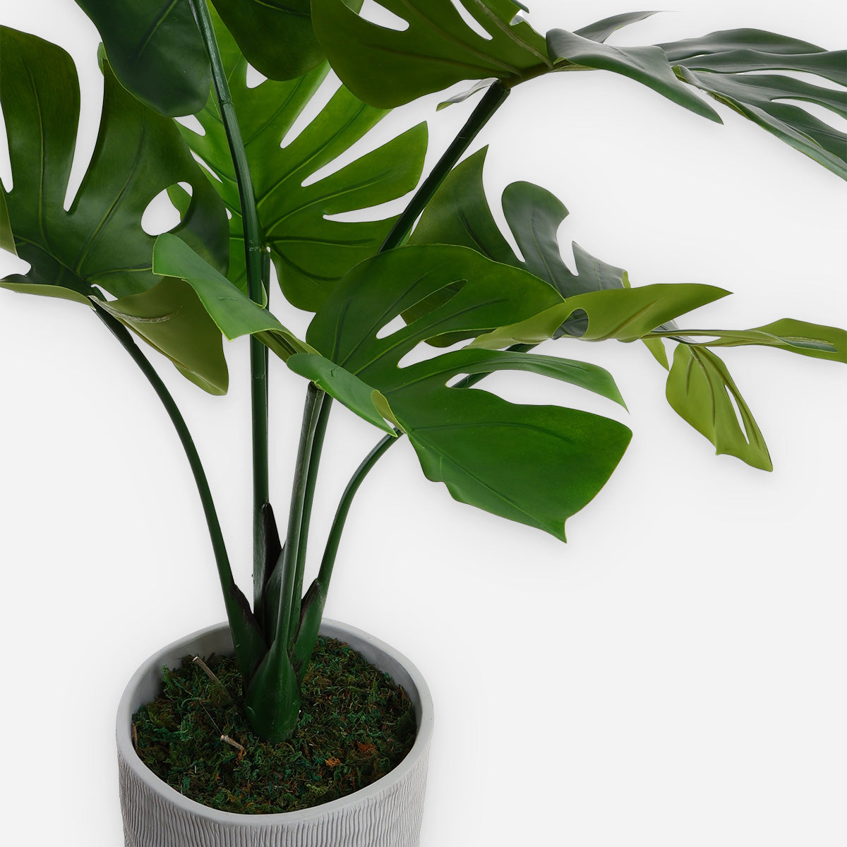 Prestige Monstera Plant (Green) - 80cm