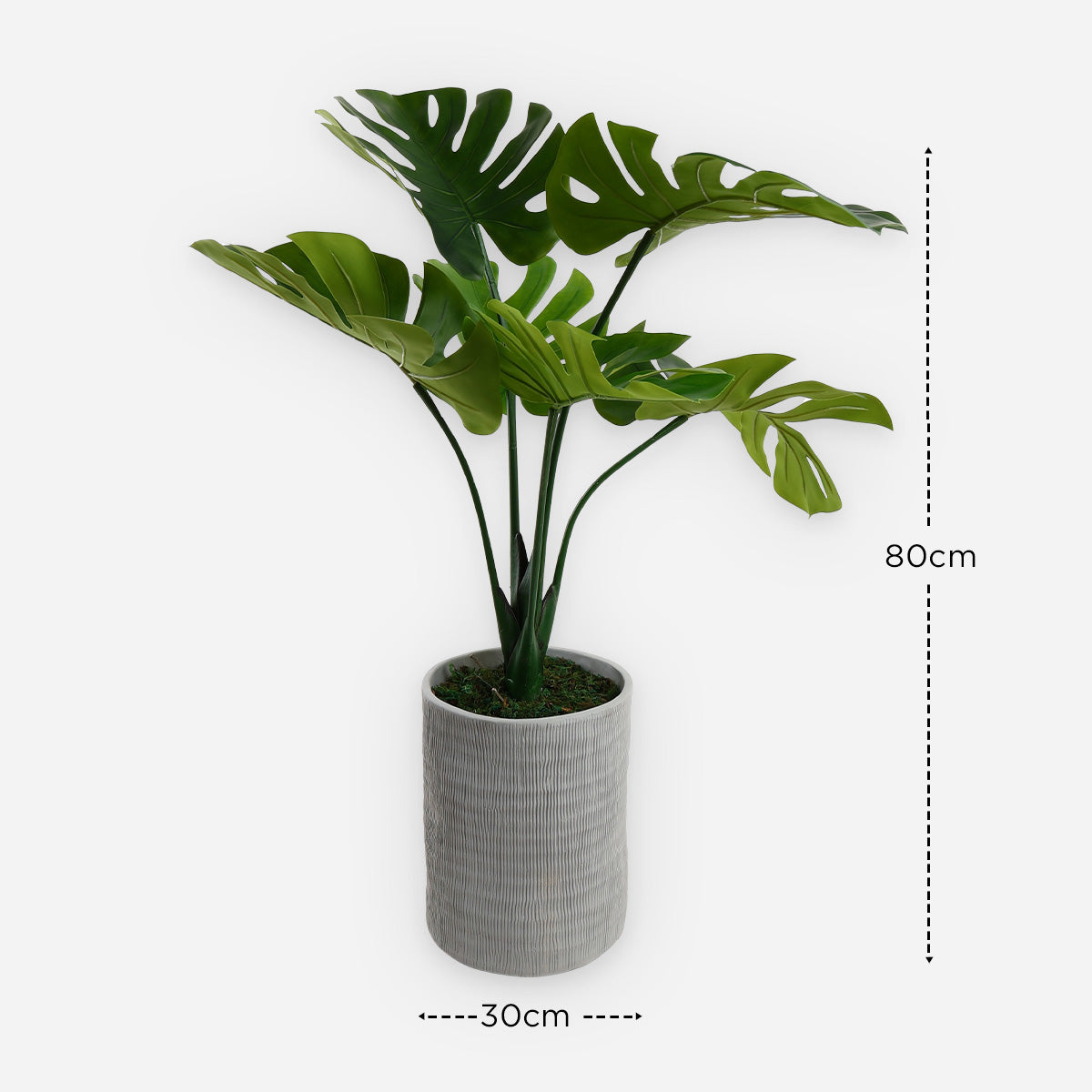Prestige Monstera Plant (Green) - 80cm