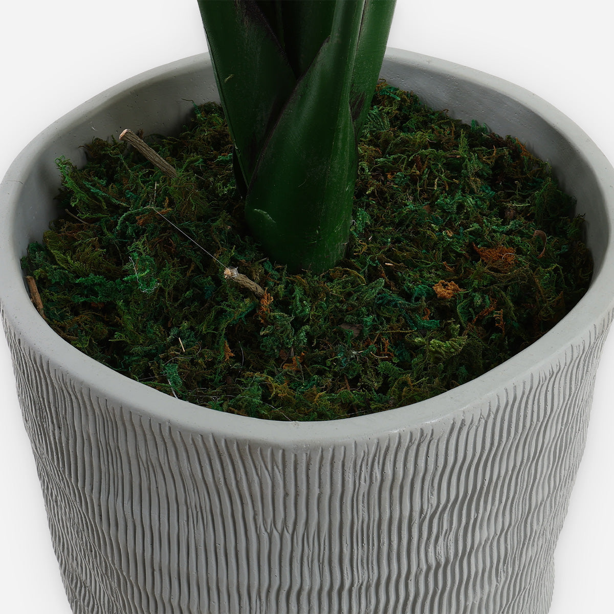 Prestige Monstera Plant (Green) - 80cm