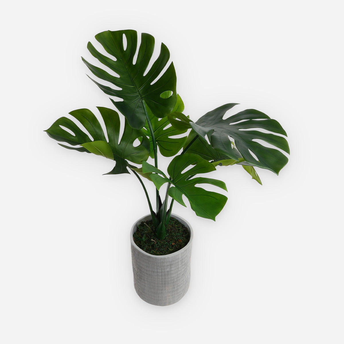 HWP-39264141:MONSTERA_PLANT_-_39264141_-_1.jpg